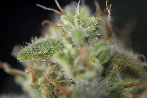 Macro detail of cannabis bud (fire creek marijuana strain) with — Stock Photo, Image
