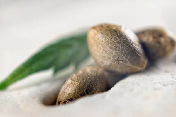 Marihuana-Samen und winziges Blatt über Weiß - Cannabis-Anbau — Stockfoto