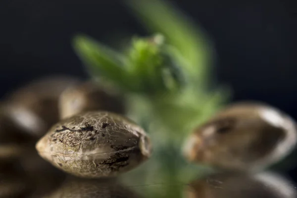 Biji-bijian ganja di atas latar belakang reflektif gelap - kanabis growi — Stok Foto