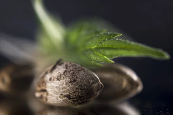 Semillas de marihuana y hojas sobre fondo oscuro - cultivo de cannabis —  Fotos de Stock