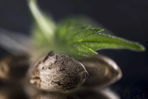 Semillas de marihuana y hojas sobre fondo oscuro - cultivo de cannabis — Foto de Stock