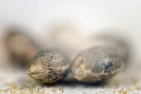 Sementes de maconha sobre fundo branco - conceito de cultivo de cannabis — Fotografia de Stock