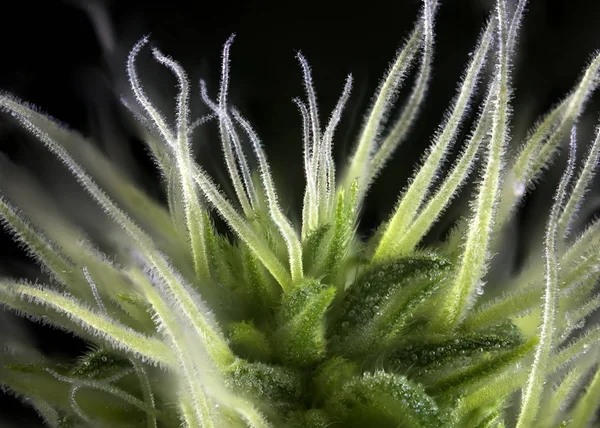 Cannabis-Knospe (tausend Eichen Marihuanastamm) mit sichtbaren Haaren — Stockfoto