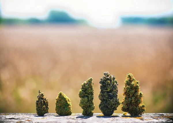 Gemas de cannabis secas sortidas em uma linha sobre a paisagem natural  - — Fotografia de Stock