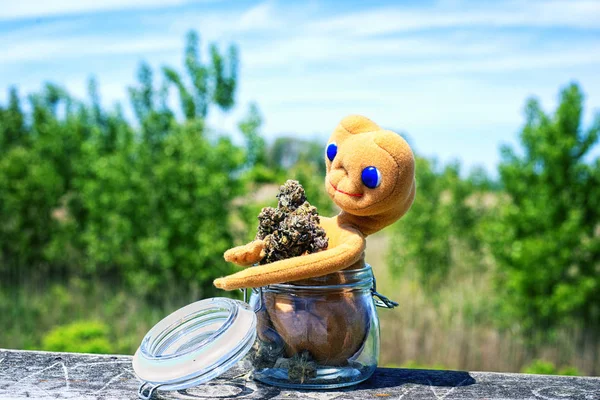 Dried cannabis buds (Purple Alien Strain) with toy and jar- medi — Stock Photo, Image