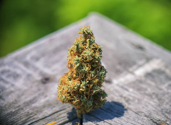 Germoglio di cannabis essiccato (ceppo congolese) sulla consistenza del legno - medica — Foto Stock