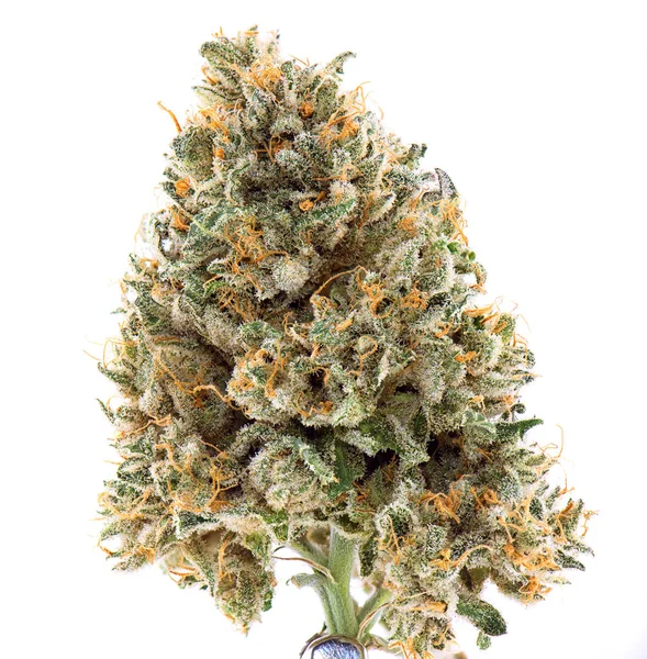 Flor de cannabis seca (estirpe de mangolope) isolada sobre branco — Fotografia de Stock