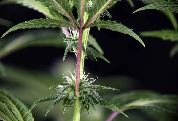 Flor de canábis (Estirpe de mil carvalhos) - Plano de marijuana em flor — Fotografia de Stock