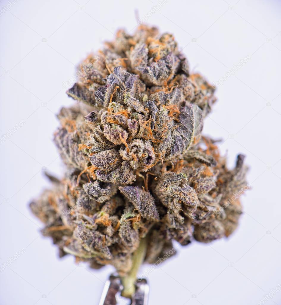 Dried cannabis flower (Berry Noir strain) isolated over white
