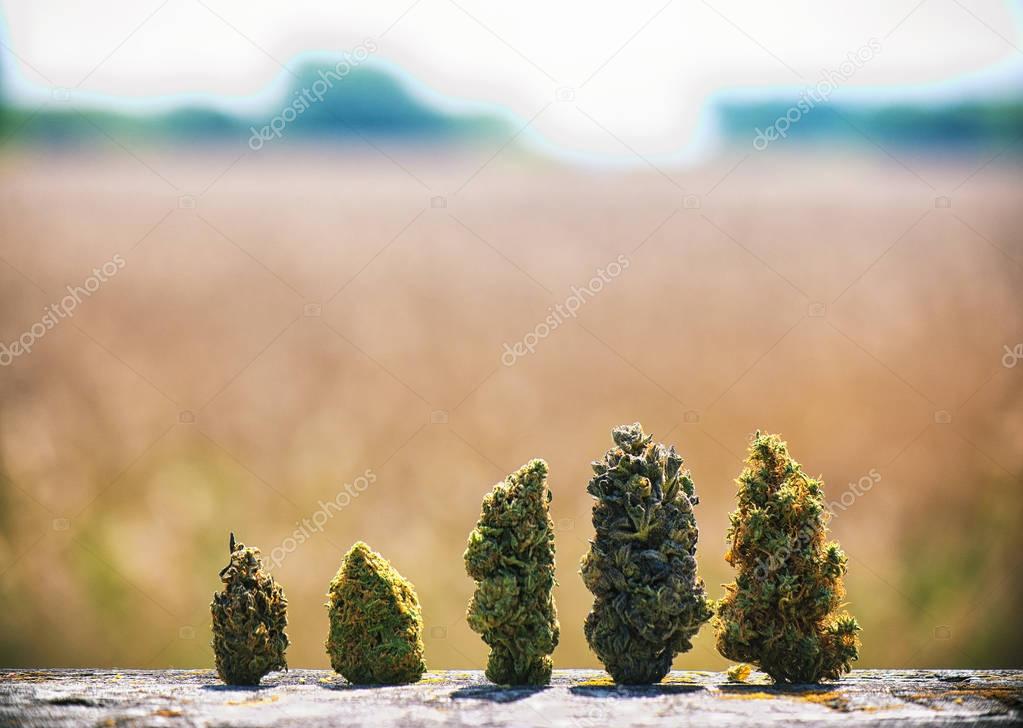 Assorted dried cannabis buds in a line over natural landscape - 