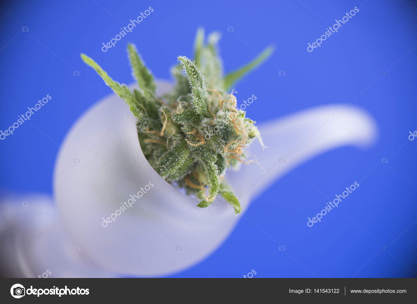 Flor de cannabis fresca em uma tigela de bong sobre fundo azul - medi —  Foto © rbspace #141543122, image size:1600x1168