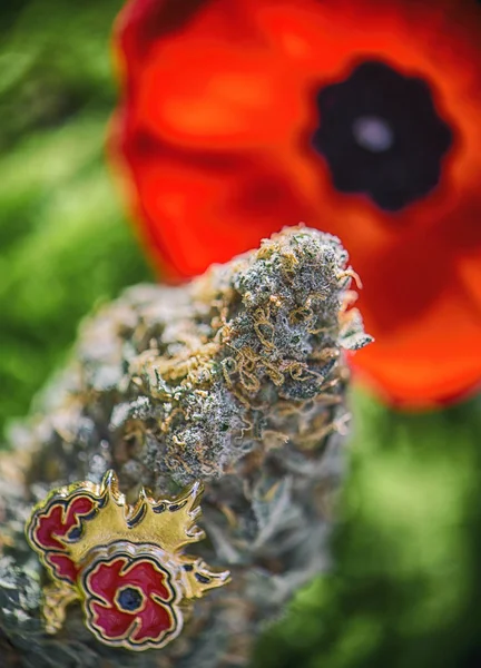 Cannabisknospe vor einer Mohnblume - medizinisches Marihuana für — Stockfoto