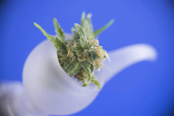 Fresh cannabis flower on a bong bowl over blue background - medi — Stock Photo, Image