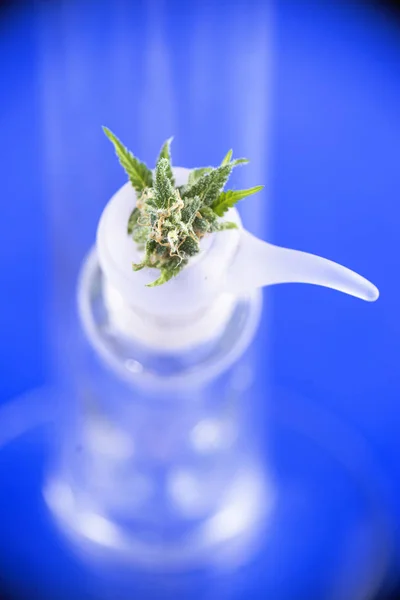 Frische Cannabisblüte auf einer Bongschale vor blauem Hintergrund - medi — Stockfoto