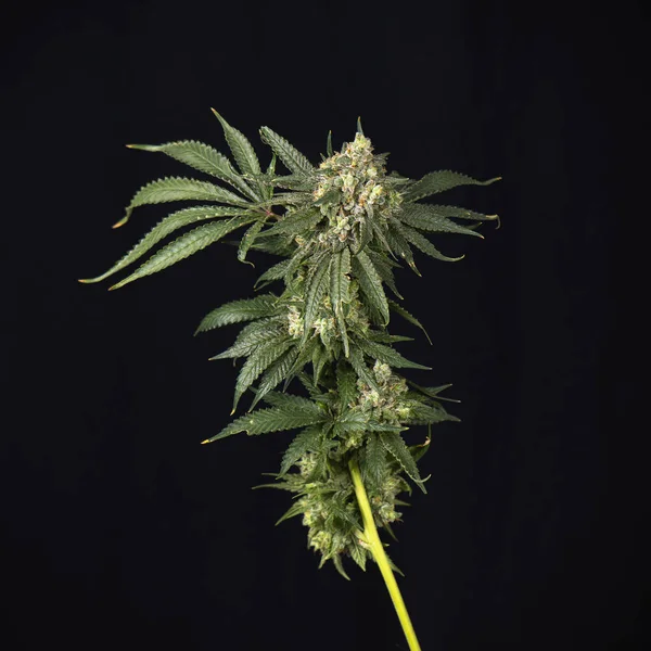 Cannabis stilk (mangolope stamme) separat trimmet isoleret ove - Stock-foto