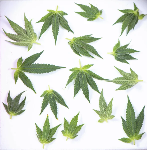 Kleine Cannabisblätter isoliert über weißem - medizinischem Marihuana co — Stockfoto