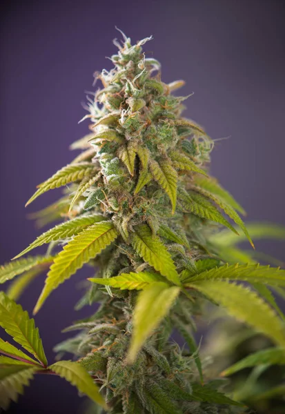 Cannabis-Cola (tausend Eichen Marihuana-Sorte) mit sichtbaren Haaren — Stockfoto