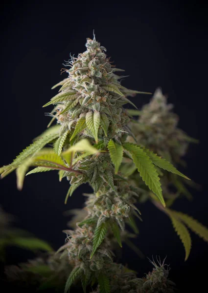 Cannabis cola (Thousand Oaks marihuana-stam) met zichtbare haren — Stockfoto