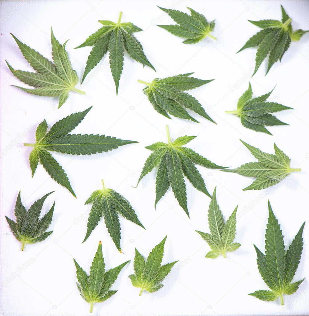 Small cannabis leaves isolated over white - medical marijuana co