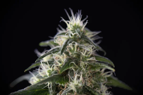 Cannabis cola (green crack marijuana strain) with visible hairs — Stock Photo, Image