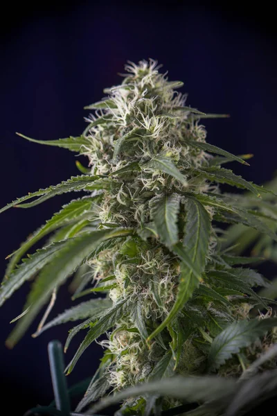 Cannabis cola (groene spleet marihuana-stam) met zichtbare haren — Stockfoto