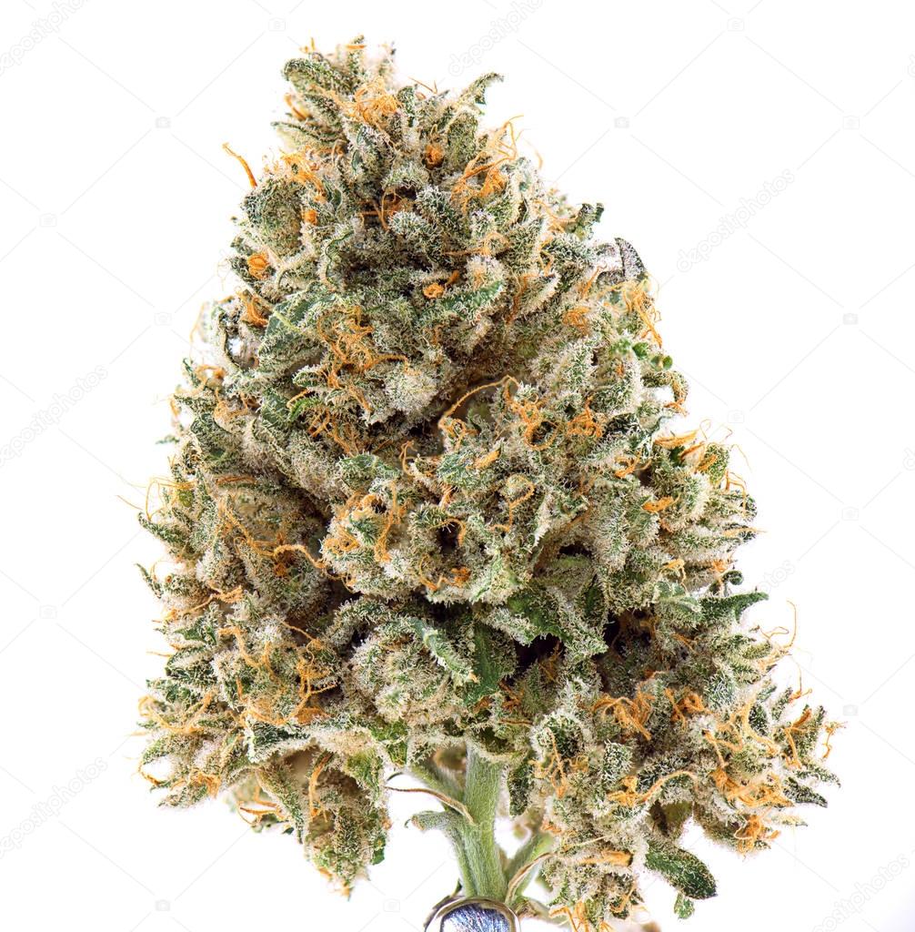 Macro detail of single cannabis bud (Mangolope strain) isolated 