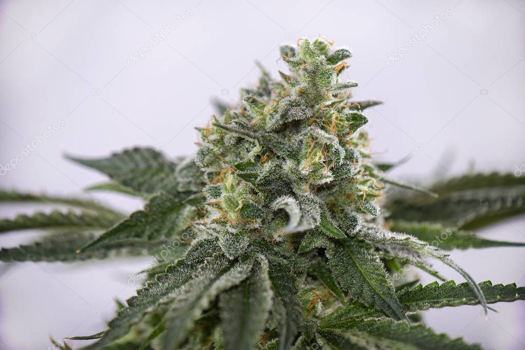 Cannabis cola (Mangolope marijuana strain) with visible hairs an