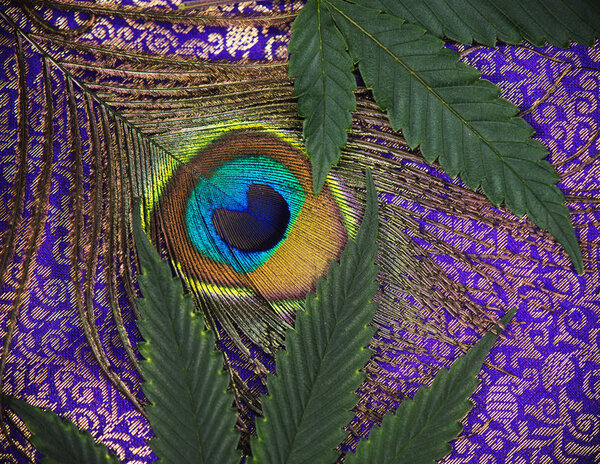 Abstract background with peacock feather and cannabis leaves 