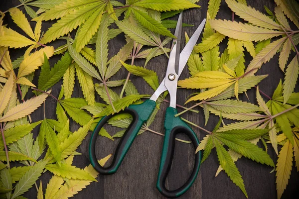 Recortar tijeras con hojas de cannabis - marihuana medicinal farmi —  Fotos de Stock