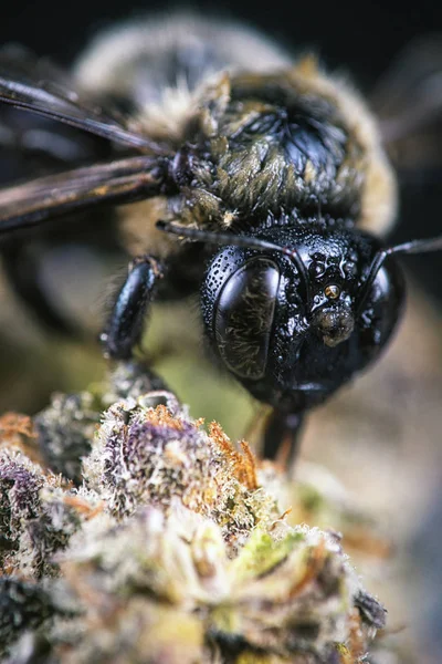 大麻芽 (「紫のエイリアン」ひずみに蜂のマクロの詳細) — ストック写真