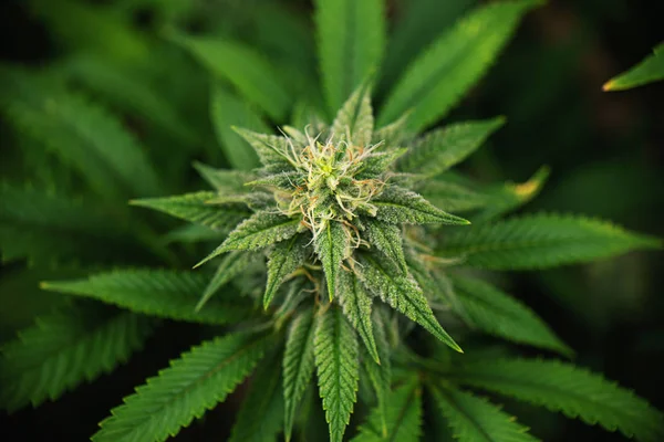 Cannabis cola (Thousand Oaks marijuana strain) em floração tardia — Fotografia de Stock