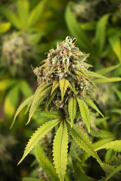 Cannabis cola (Thousand Oaks marijuana estirpe) com cabelo visível — Fotografia de Stock