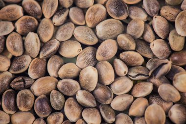 Esrar tohumları desen arka plan - esrar büyüyen kavramı