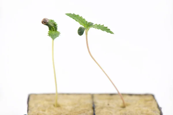 Vários brotos de cannabis com uma casca de semente anexada a uma folha, i — Fotografia de Stock