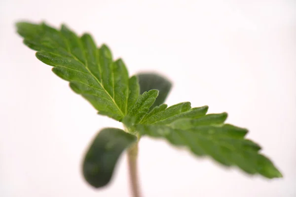 Cannabis broto (estirpe de maconha boneca russa) com o primeiro t — Fotografia de Stock