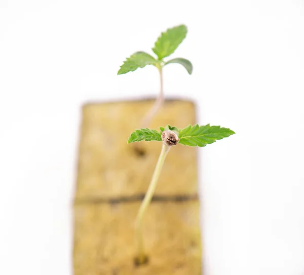 Diversi germogli di cannabis con un guscio di seme attaccato a una foglia, i — Foto Stock