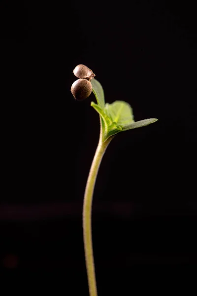 Broto de cannabis (estirpe de maconha de anjo escuro) com casca de semente — Fotografia de Stock
