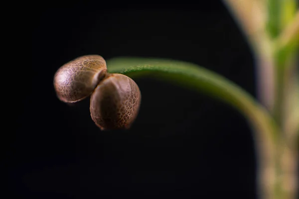 Broto de cannabis (estirpe de maconha de anjo escuro) com casca de semente — Fotografia de Stock