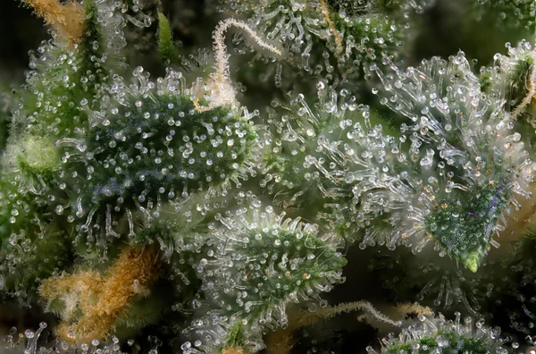 Cannabis knopp makro (gröna spricka marijuana stam) med synlig h — Stockfoto