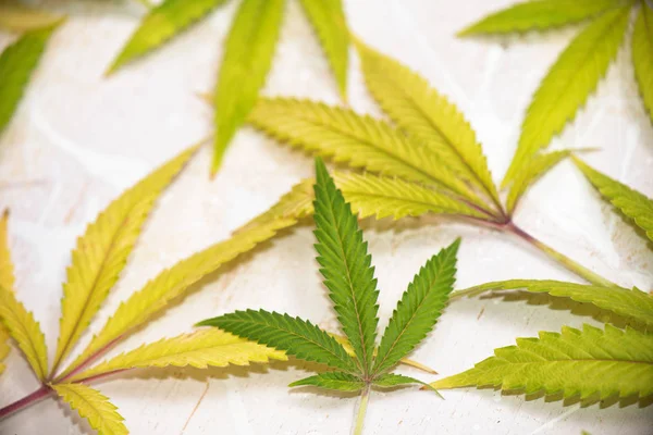 Cannabis levelek minta elszigetelt fehér háttér - orvosi felett — Stock Fotó
