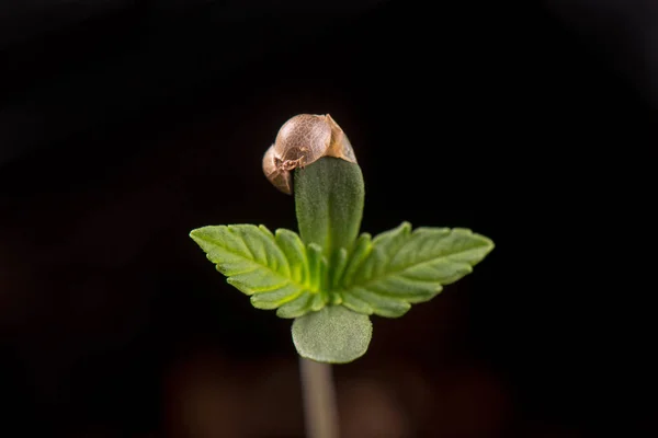 Cannabis sprout (donkere engel marihuana-stam) met een zaad-shell — Stockfoto