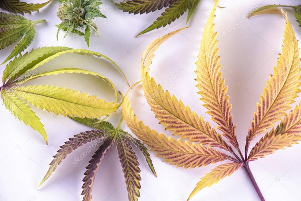 Cannabis leaves pattern isolated over white background - medical