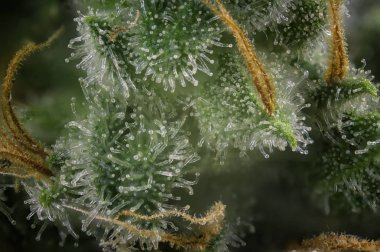 Esrar bud makro (yangın creek esrar zorlanma) ile görünür ha