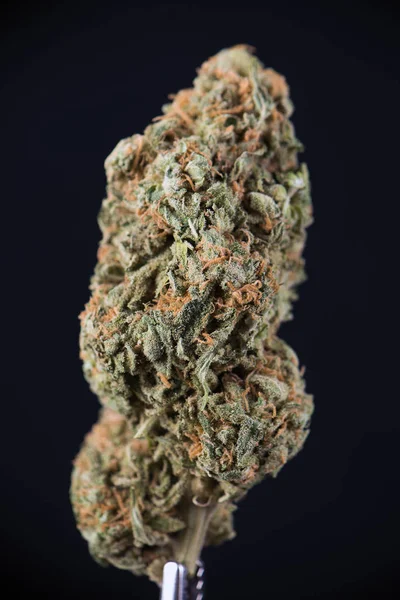 Bud cannabis seca (estirpe viúva branca) isolado sobre preto — Fotografia de Stock