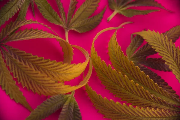 Abstrakte Cannabisblätter Muster über rosa Hintergrund — Stockfoto