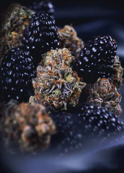 Botões de canábis (estirpe Berry Noir) com fruta fresca - mar medicinal — Fotografia de Stock
