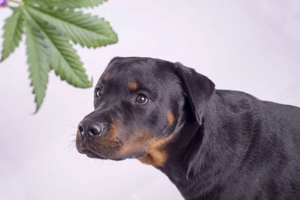 白で分離された大麻葉とロットワイラー犬の詳細 — ストック写真