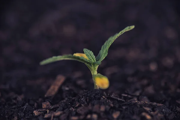 Piantina di piante di marijuana che cresce dal suolo — Foto Stock