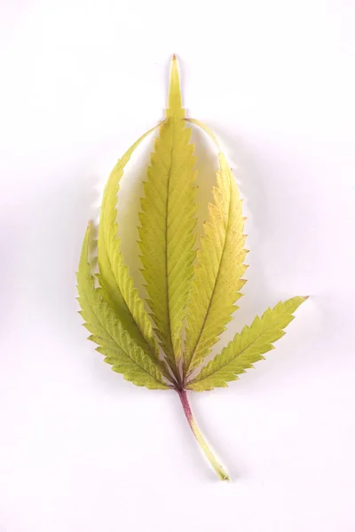 Single cannabis leaf isolated over white background — Stock Photo, Image