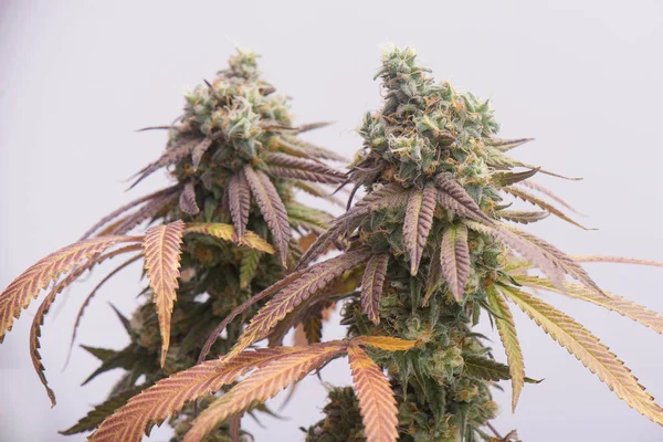 Cannabis (marihuána törzs Mangopuff) cola látható szőrszálak egy — Stock Fotó
